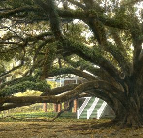 american forests live oak