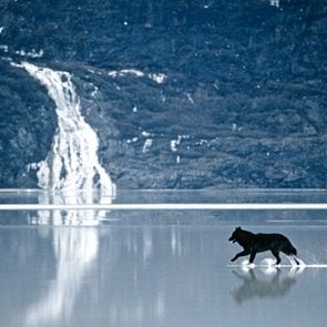 wolf running through water
