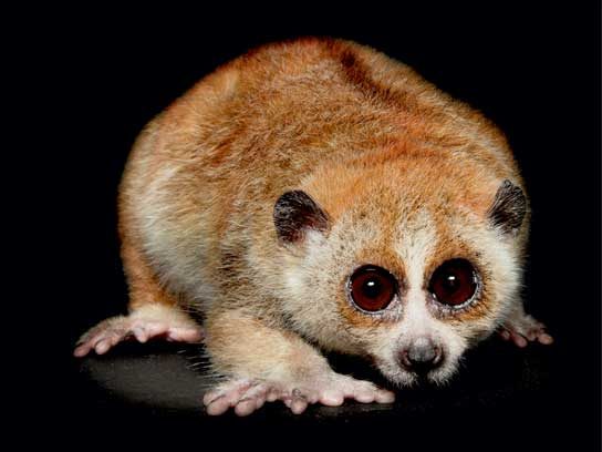 6 Nocturnal Animals Rarely Seen by Human Eyes