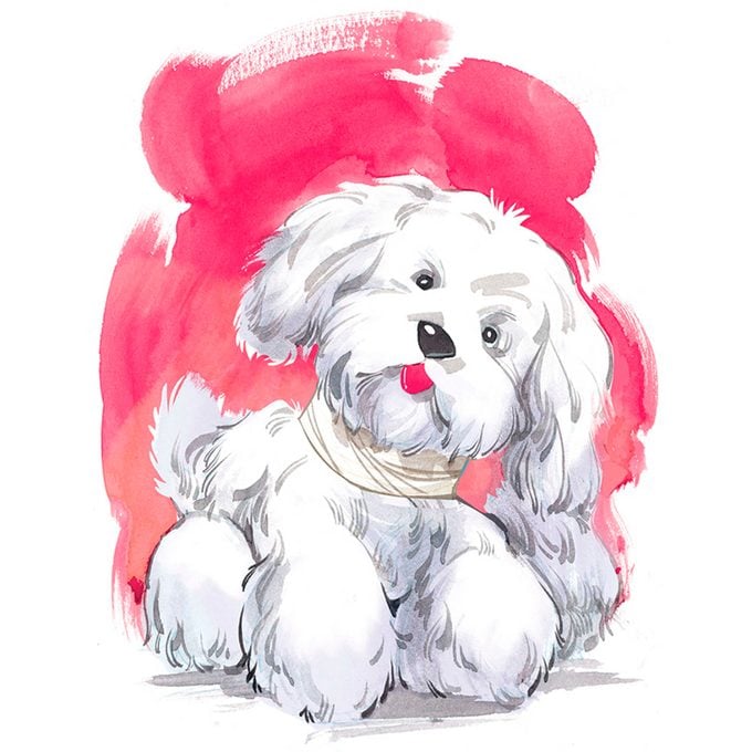 illustration of a white dog