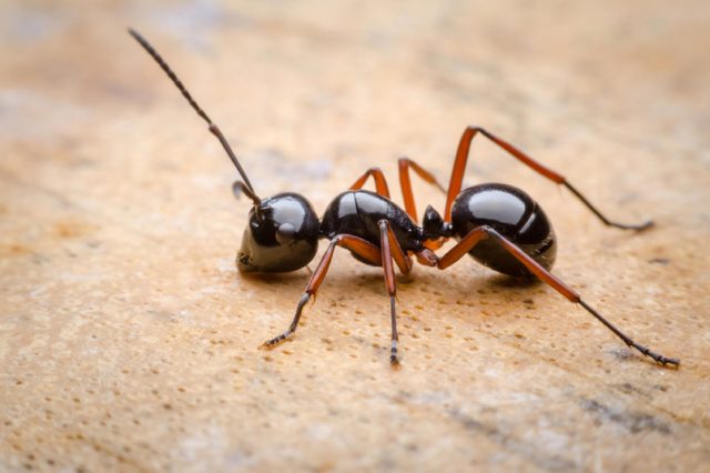 Natural ant killer