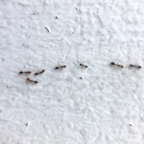 Close up ants on the wall