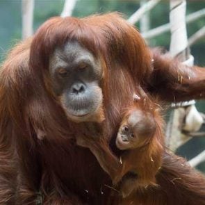 zoo babies orangutan