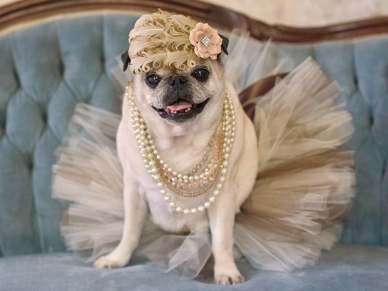 Pugs in Costume: Cute Ideas for Your Dog on Halloween | Reader's Digest
