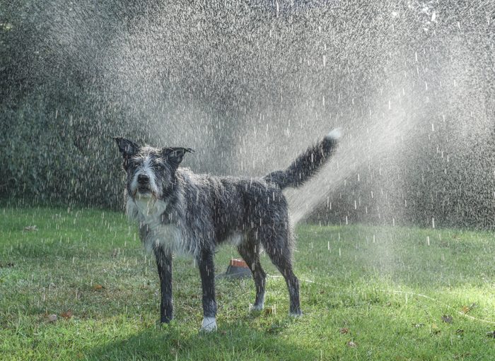 Front view of dog cooling under garden sprinkler on a hot day