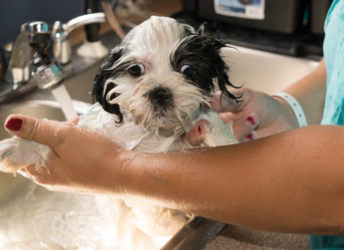 Midsection Of Woman Bathing Shih Tzu Puppy In Sink At Home
