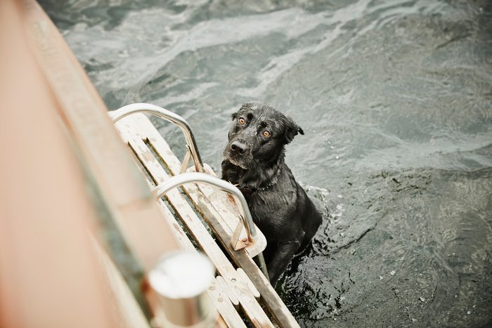 Dog climbing up boat ladder after swimming in lake