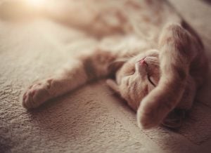 13 things you didnt know about cats dreaming