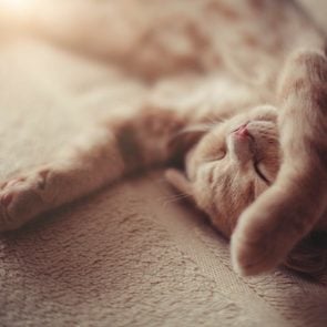 13 things you didnt know about cats dreaming