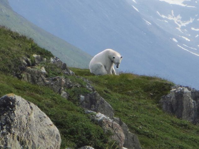 march 2016 polar bear mauled