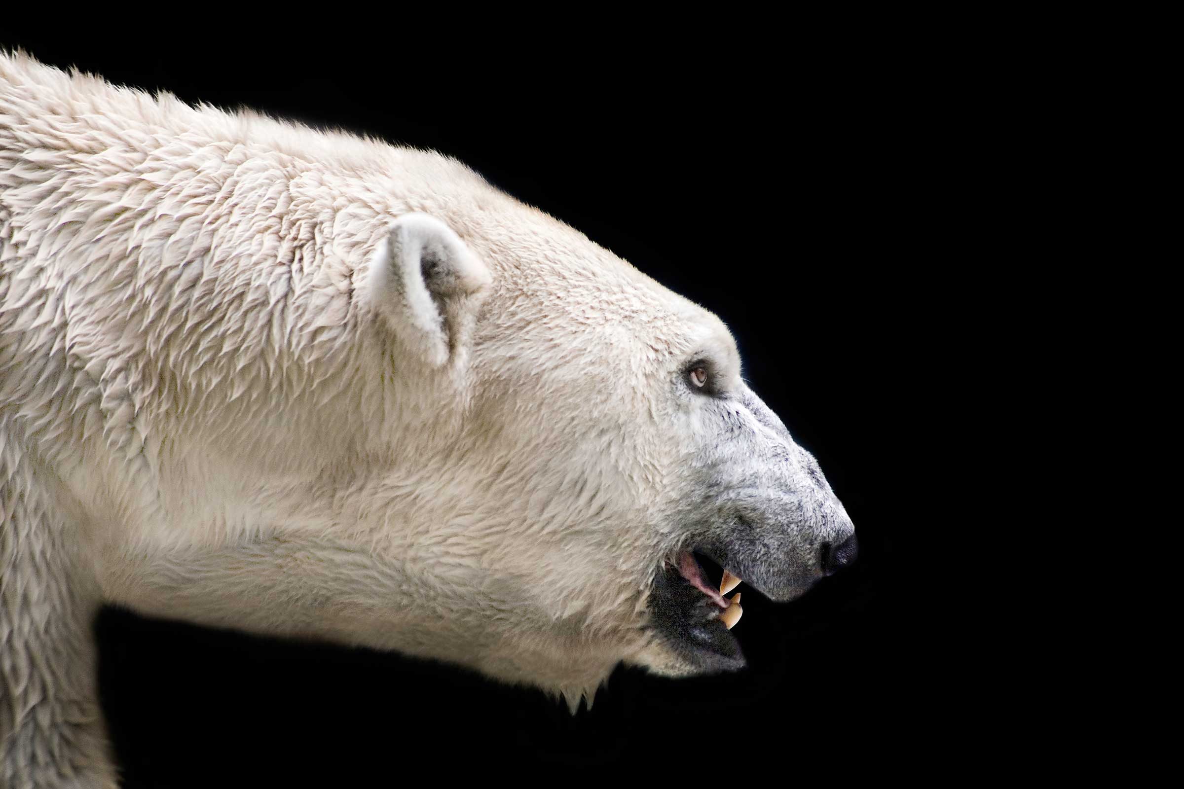 Are polar bears scary?