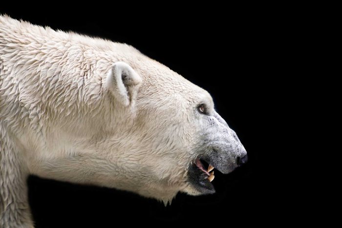 march 2016 polar bear