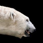 Mauled: One Man’s Harrowing Escape From the Jaws of a Deadly Polar Bear