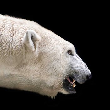 march 2016 polar bear