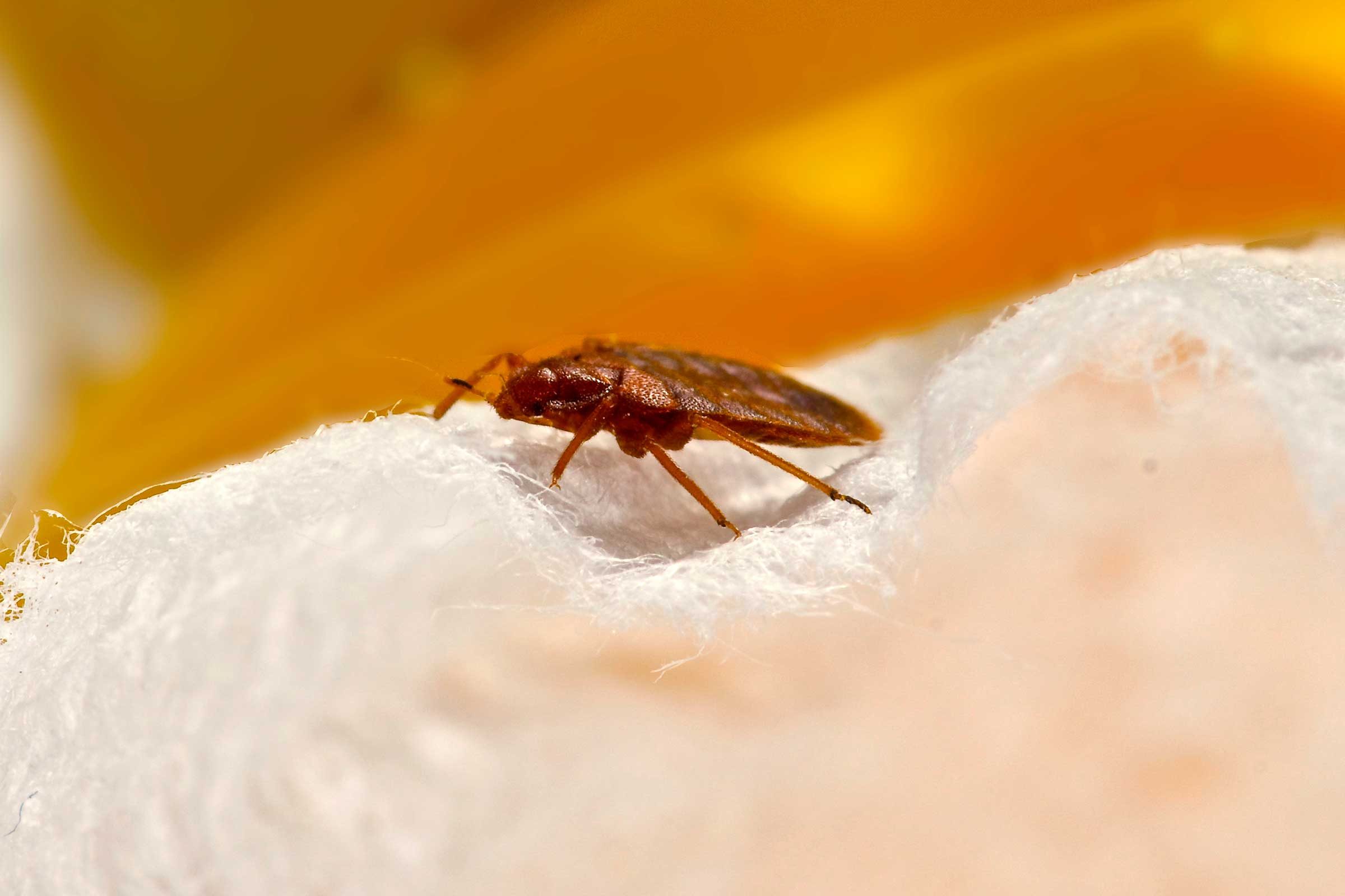 13 Secrets About Bedbugs Termites And Other Pests Readers Digest