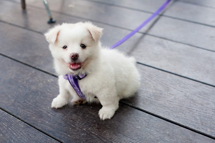 The white puppy