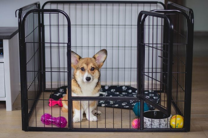 Cute welsh corgi pembroke puppy dog in a crate training sitting