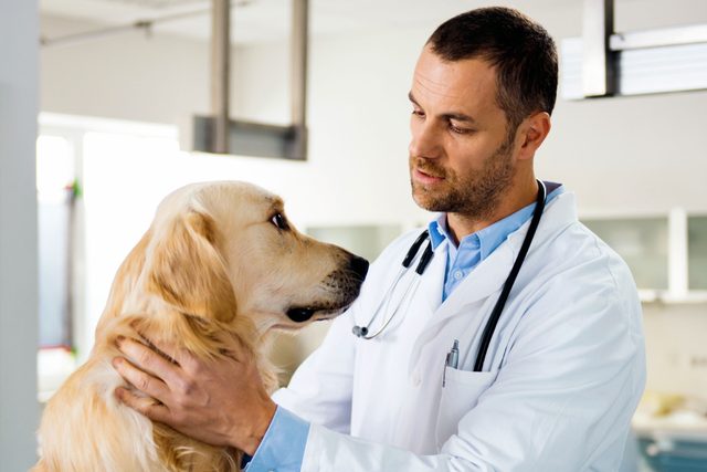 50 Things Your Veterinarian Won't Tell You | Reader's Digest