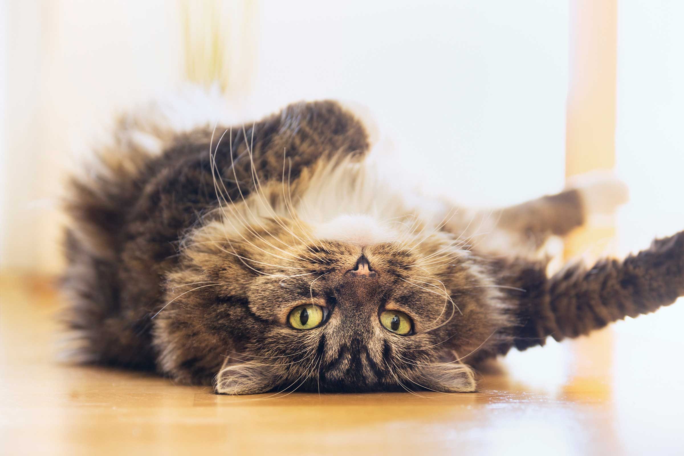 Cat Behavior Things Your Cat Wants To Tell You Reader S Digest