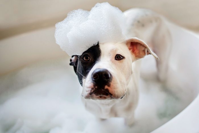 vets wont tell dog bath bubbles