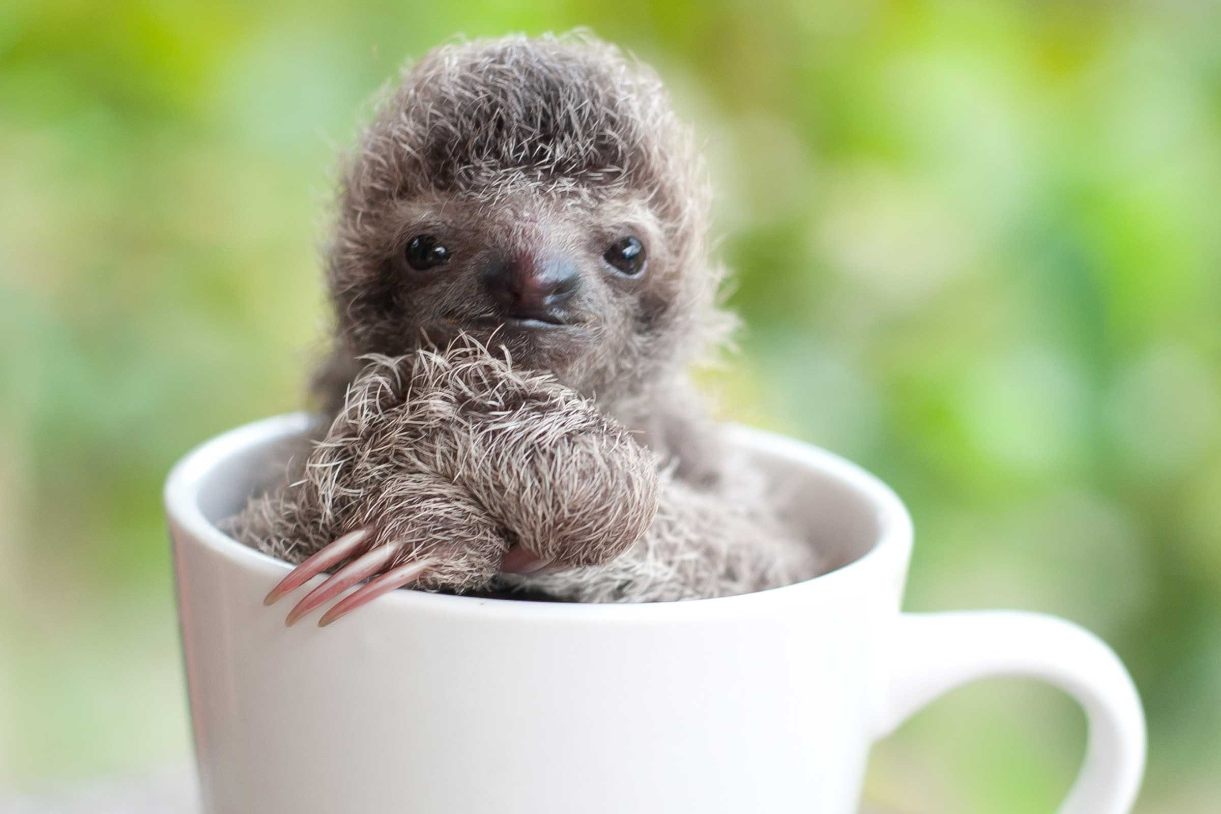 Adorable Sloth Pictures You Need in Your Life | Reader's Digest