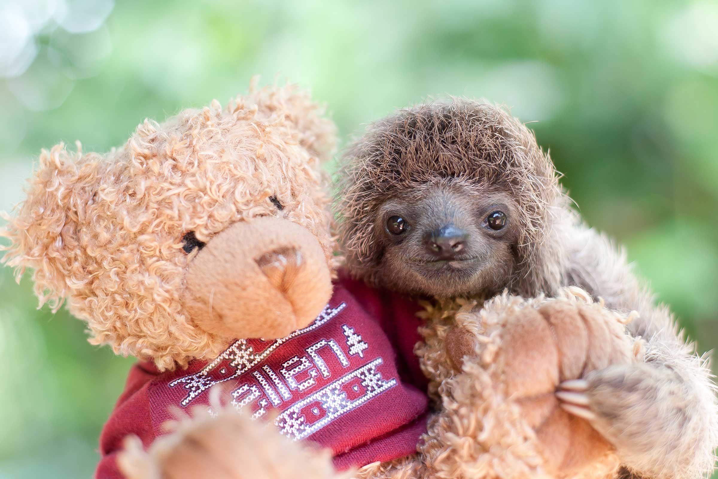 Cute Sloth Pictures: Adorable Photos of Sloths | Reader's Digest
