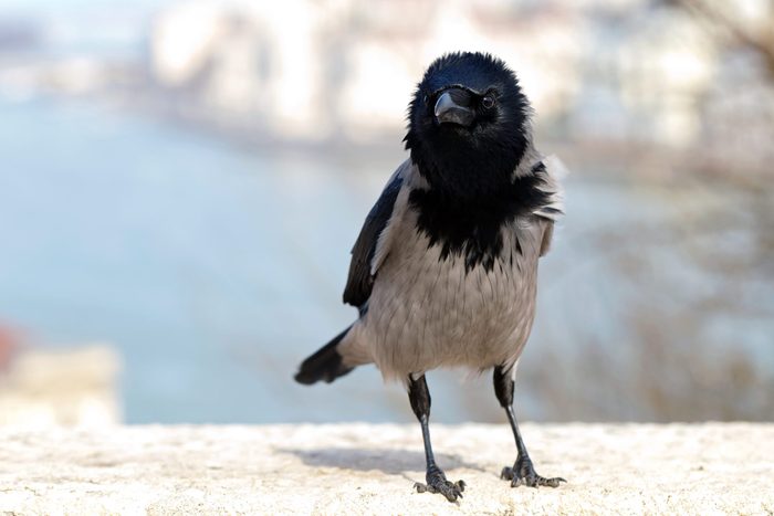 smart animals crow