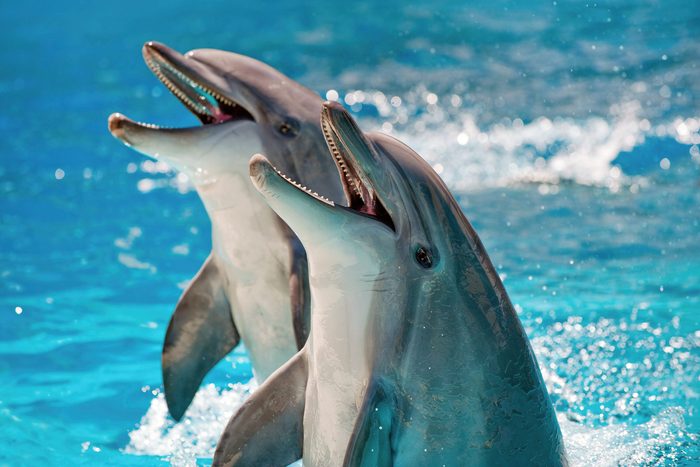 smart animals dolphins
