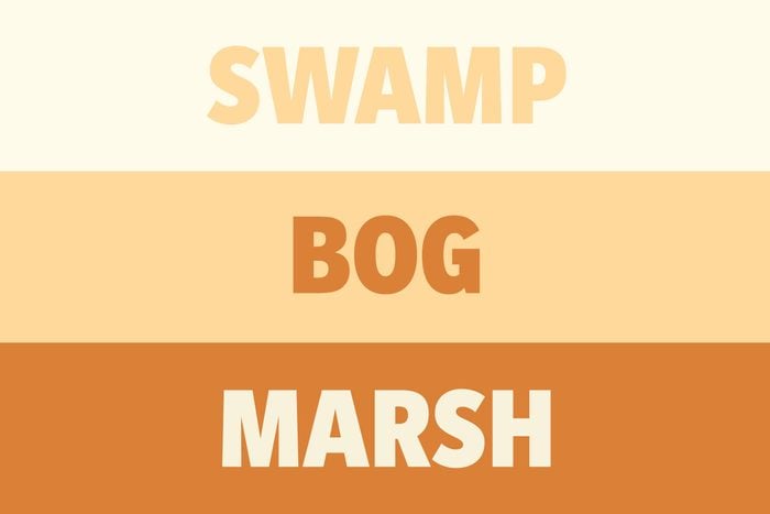 Swamp vs Bog vs Marsh
