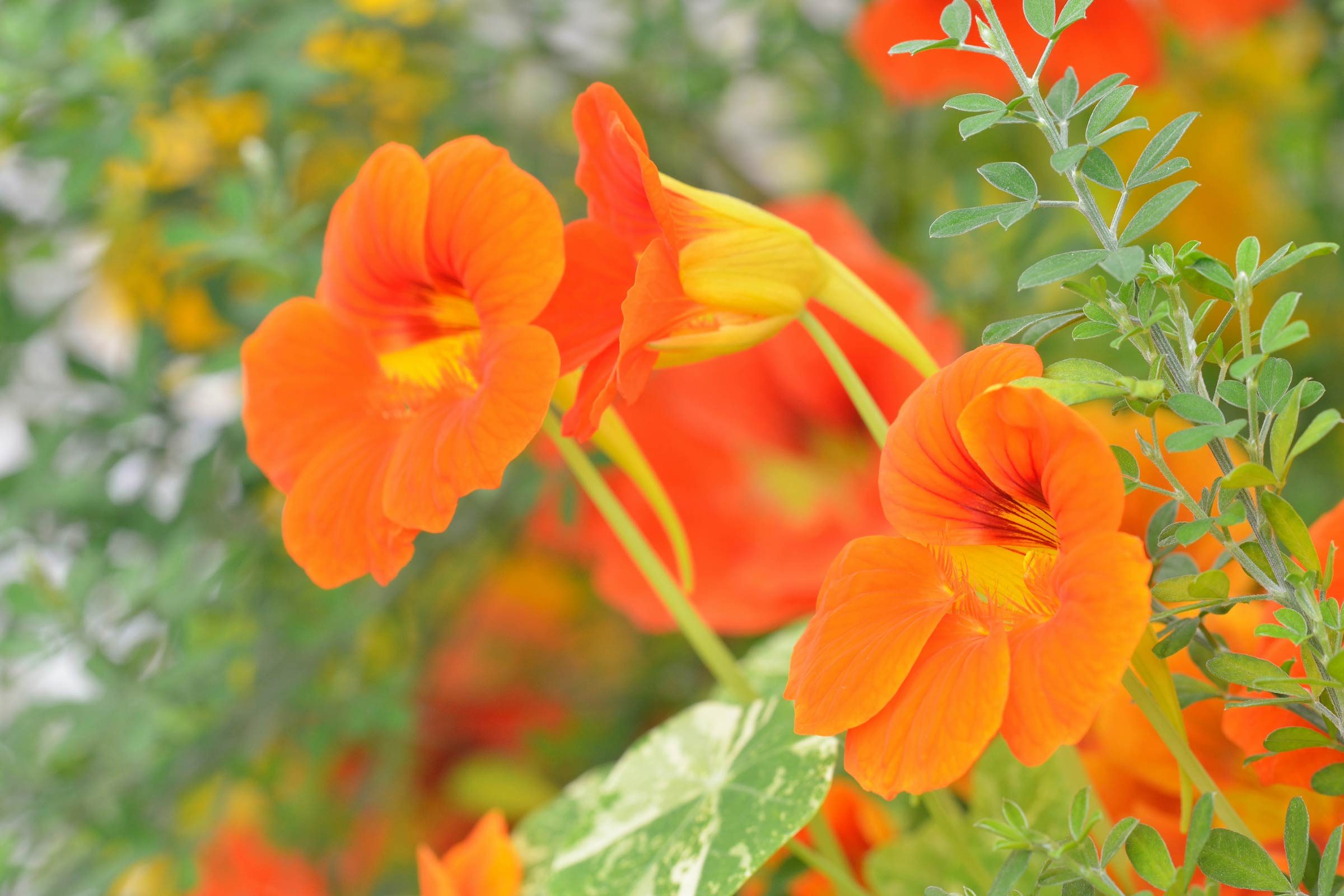edible flowers to grow in your garden | reader's digest