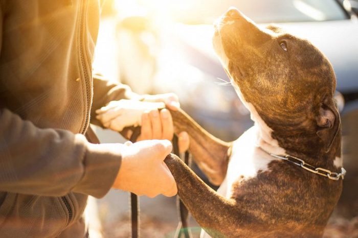 How do you know if your dog feels safe with you?