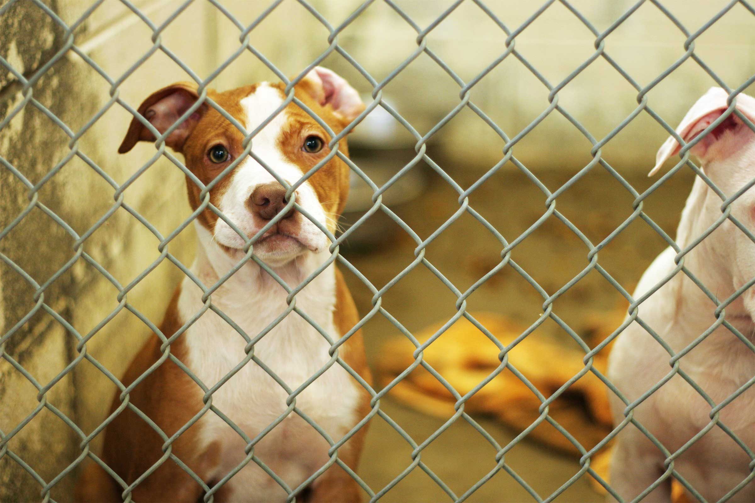 animal shelters to visit