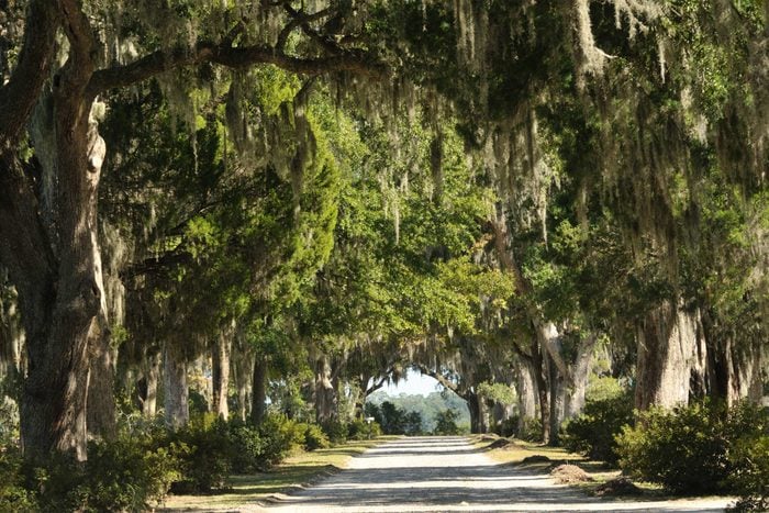 a road surrounded by Spanish moss covered trees in Georgia