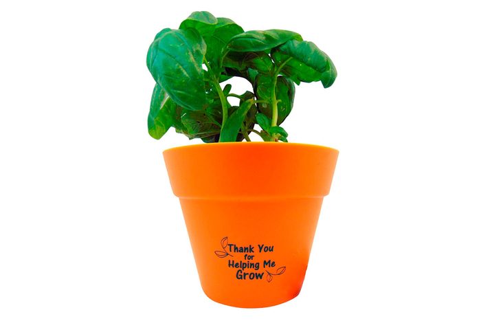 Basil plant pot set