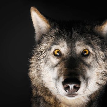 dec-jan-2017-inner-wolf-alpha-male-opener-US161205A