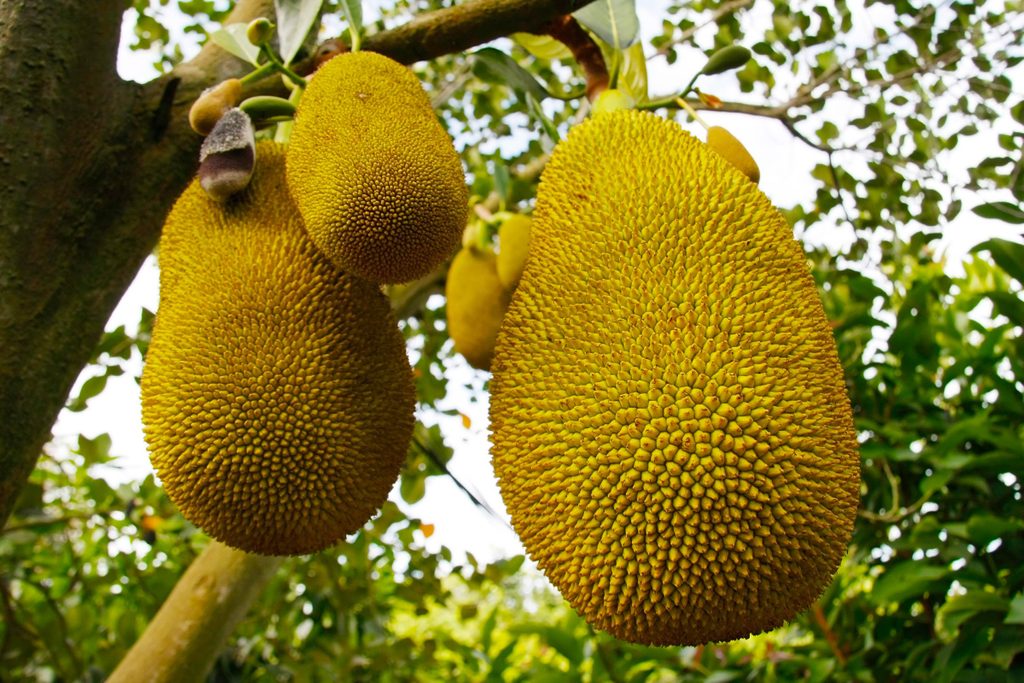 01_What_the_heck_is_jackfruit
