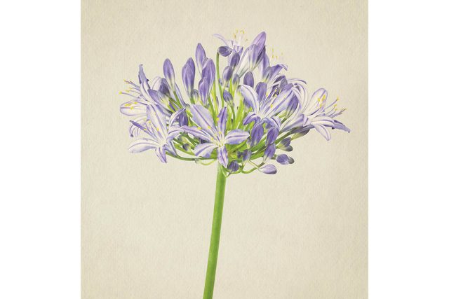you-wont-believe-these-flowers-are-actually-photos-Agapanthus-Richard-maxted