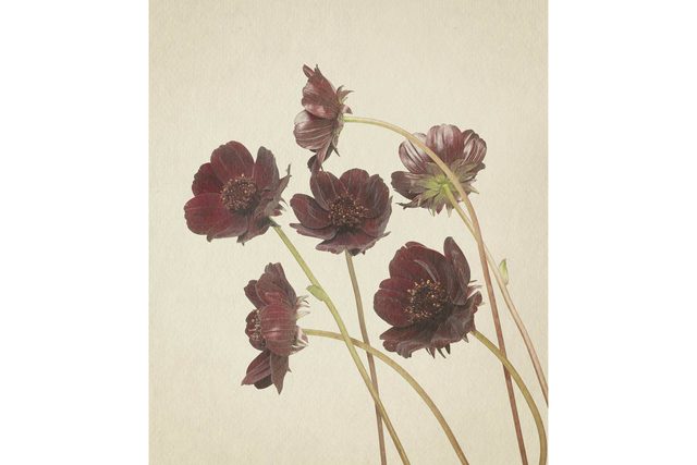 you-wont-believe-these-flowers-are-actually-photos-Chocolate-Cosmos-Richard-maxted