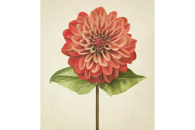 you-wont-believe-these-flowers-are-actually-photos-Dahlia-Richard-maxted
