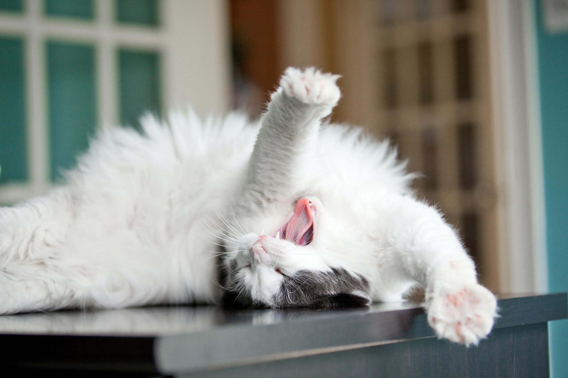 Cat Videos: Is Watching Them Good for You? | Reader's Digest