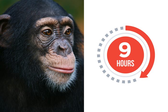 06-chimp-You-vs.-These-Adorable-Animals--Who-Sleeps-More