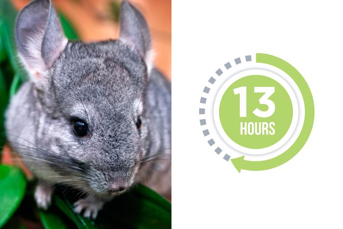 07-chinchilla-You-vs.-These-Adorable-Animals--Who-Sleeps-More