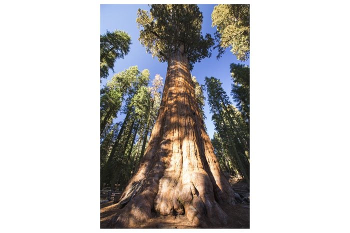 The General Sherman tree a Giant Redwood, or Sequoia, Sequoiadendron giganteum, in Sequoia National Park, California, USA.It is one of the largest tree on the planet.