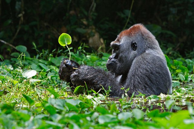 March-2017-VV-POLI-gorilla