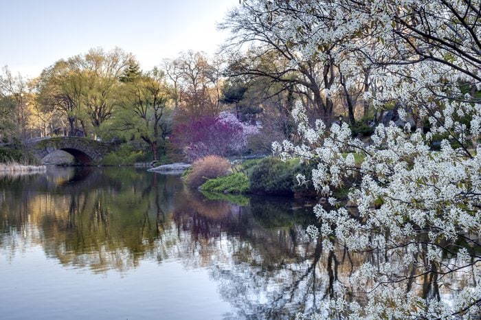 Central Park, New York City Gapstow bridge, early morning in spring