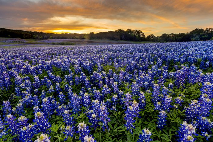 Beautiful Bluebonnets field at sunset near Austin, Texas in spring.