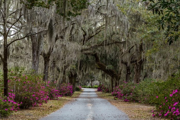 Azalea bushes and Live Oak trees filled with Spanish Moss line a gravel road in Savannah, Georgia.
