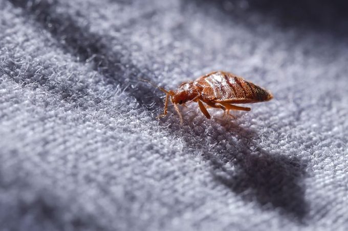 Spot Bed Bugs In Your Airplane Seat, Do Bed Bugs Stay In Blankets