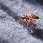 This Is How to Spot Bed Bugs in Your Hotel Room