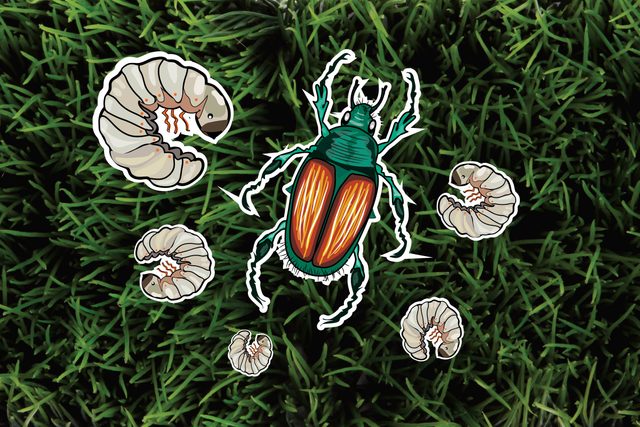 The-6-Most-Pesky-Garden-Pests-and-How-to-Get-Rid-of-Them-Naturally